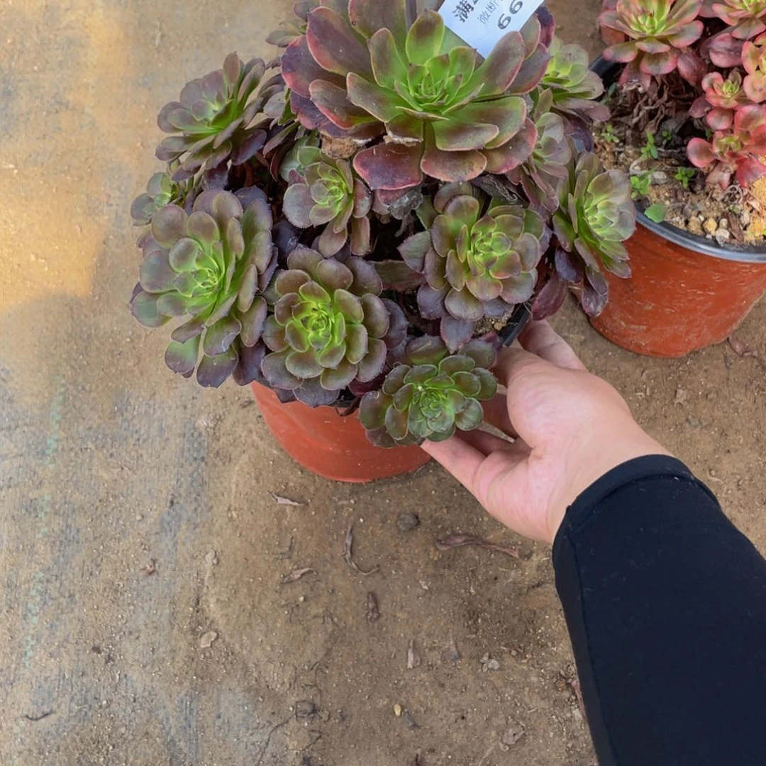 665不知名法师多肉断枝不包