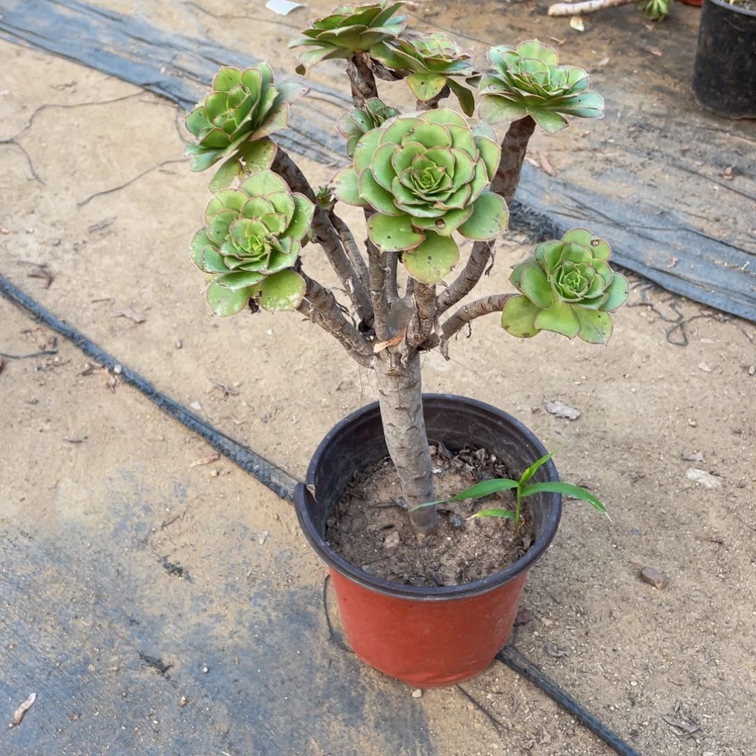 1628军美丽法师多肉断枝不包