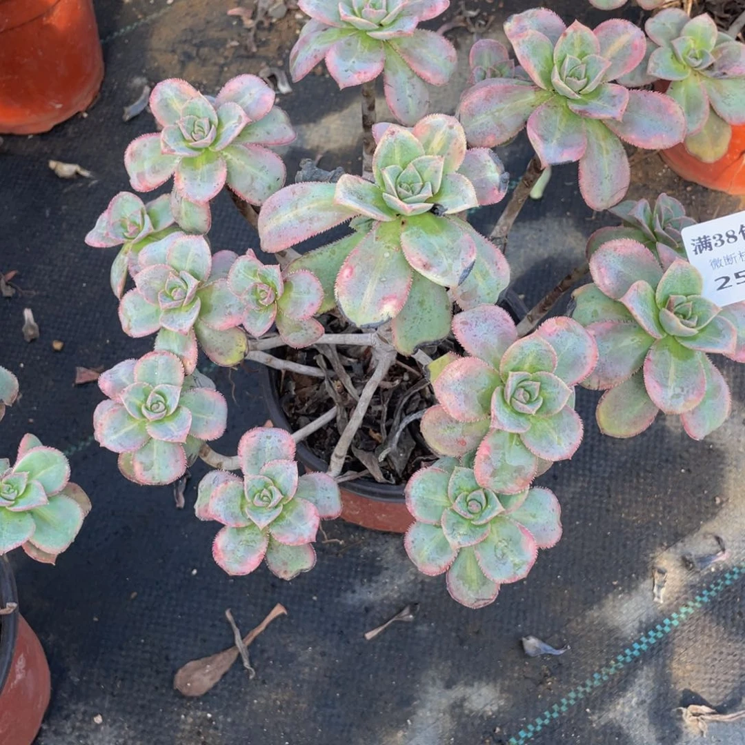 2589星辰法师多肉断枝不包不售后