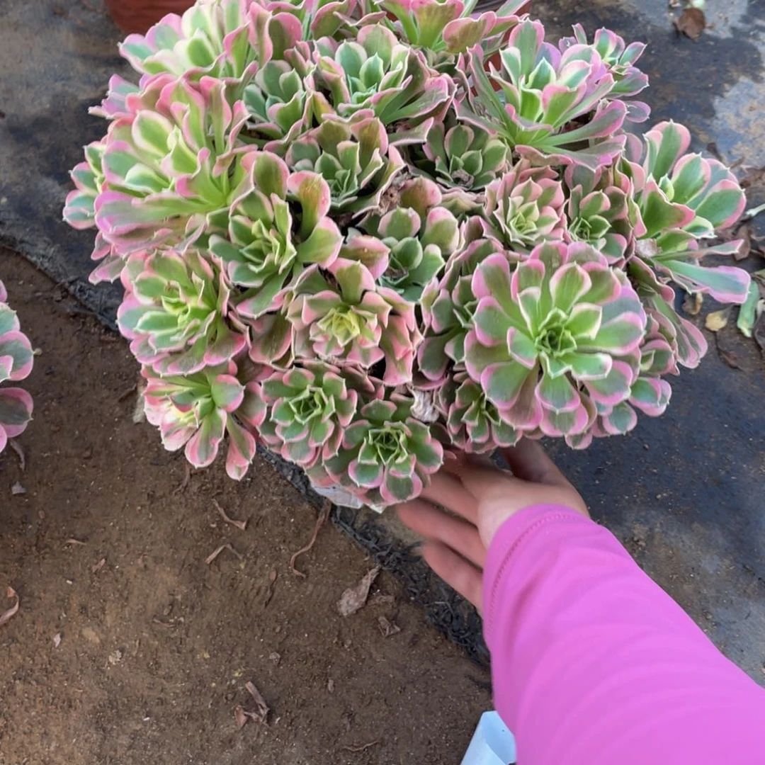 217雨花石法师多肉断枝不包