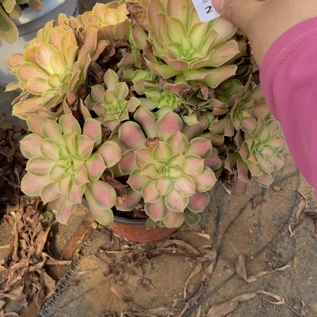 2732韶华法师多肉断枝不包不售后