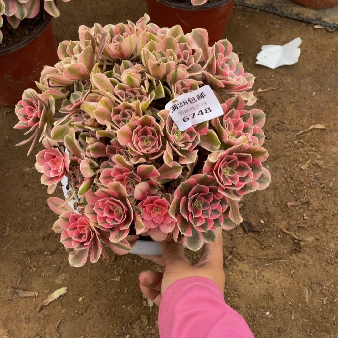 6748分女法师多肉断枝不包不售后