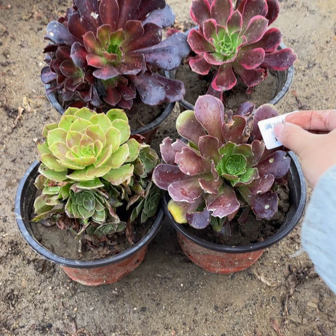 1399，4颗法师多肉断枝不包