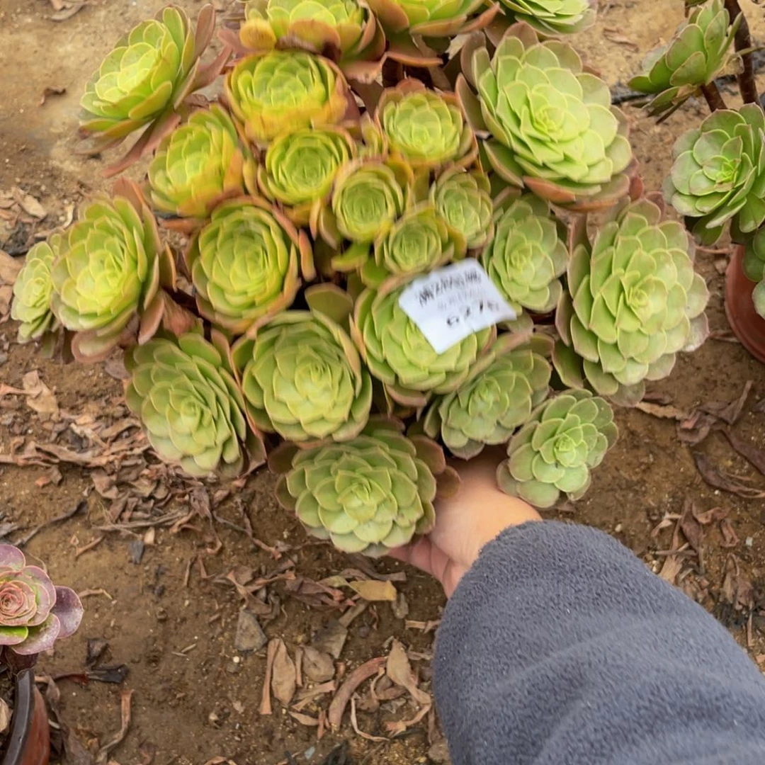 6276万法师断枝不包不售后