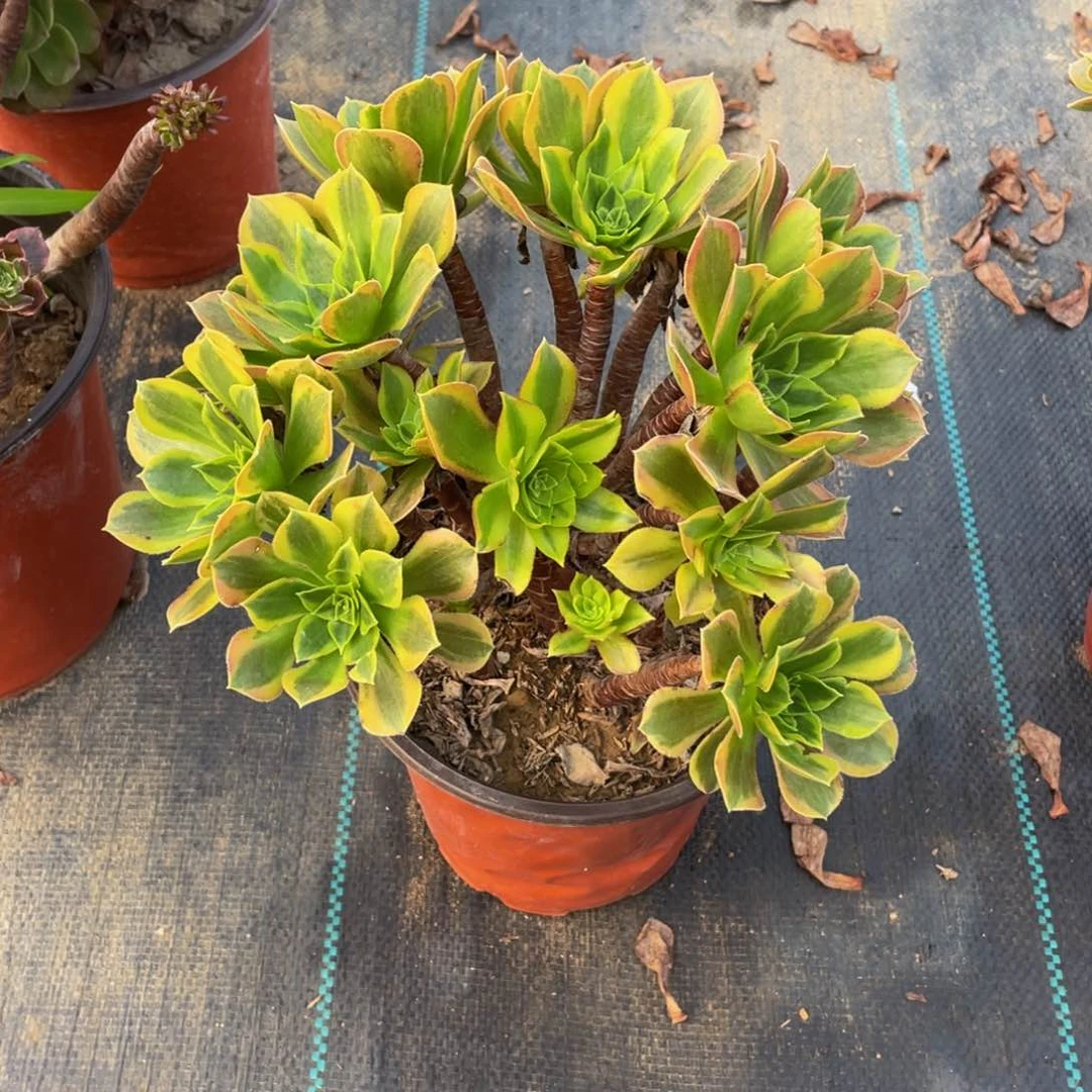 2613青梦法师多肉断枝不包