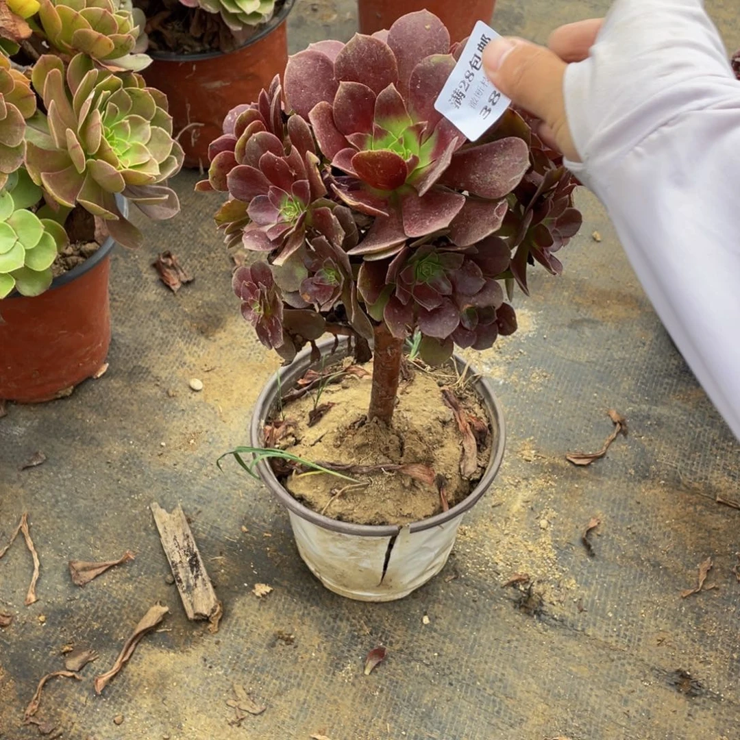 3873 法师多肉断枝不包