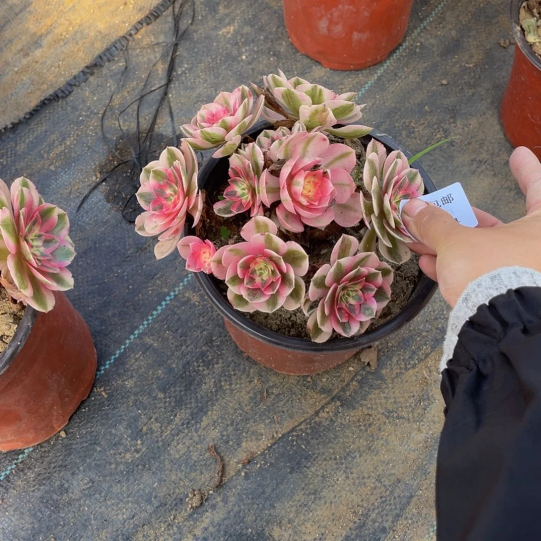 1284会断枝法师多肉断枝不包