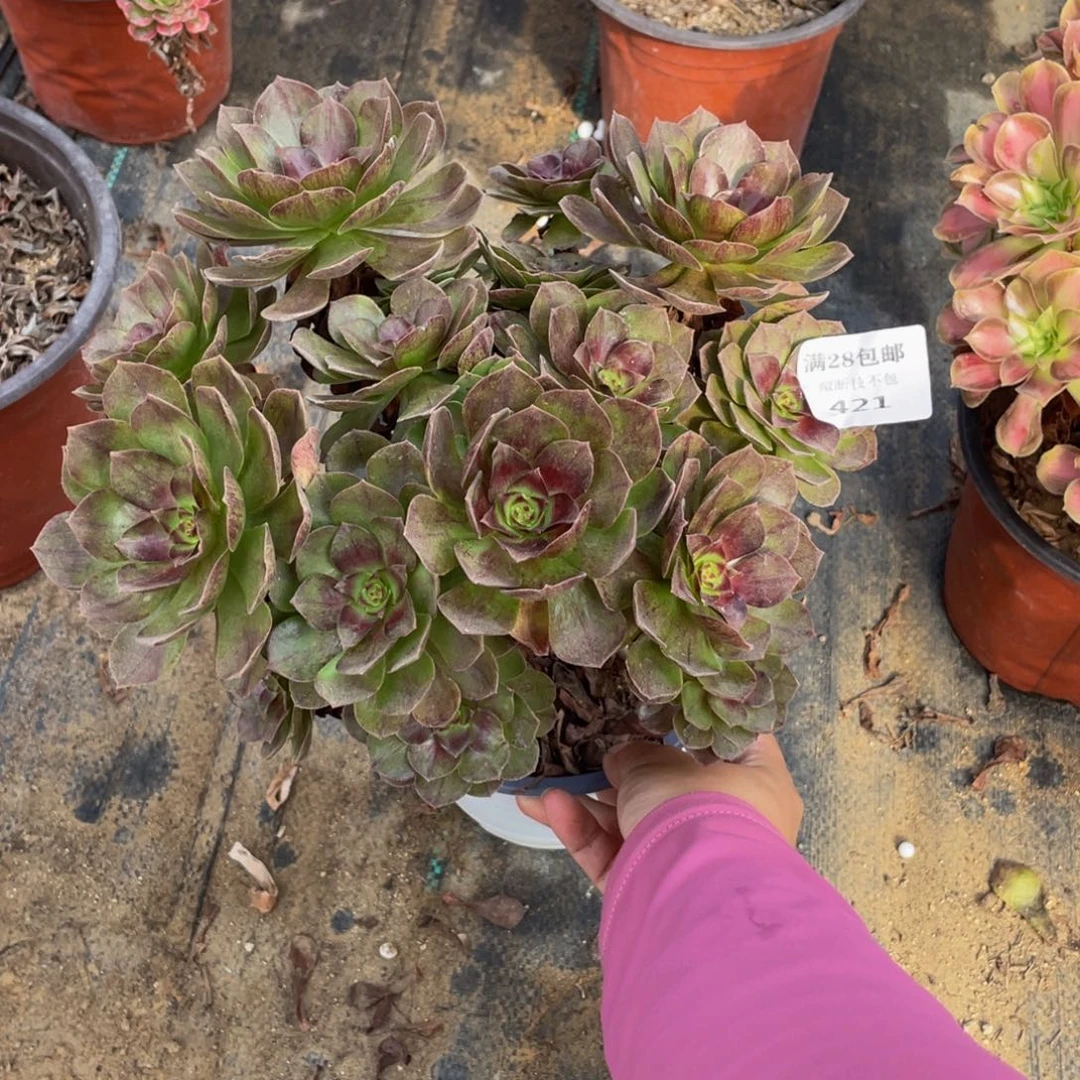 421黑魔断枝法师多肉断枝不包