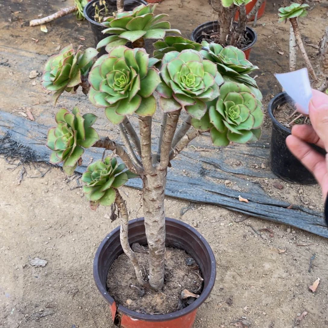 1629军美丽法师多肉断枝不包