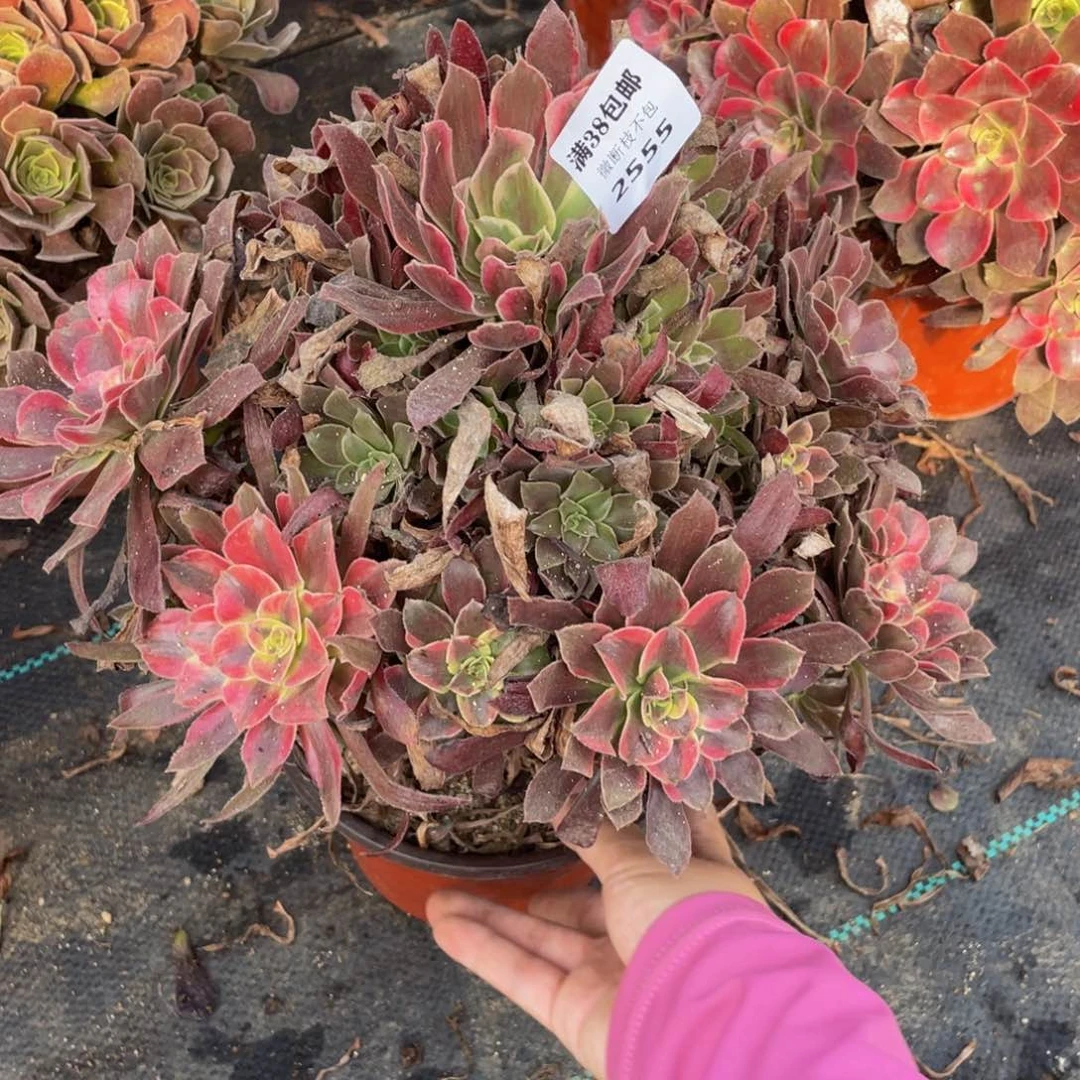 2555梦娜法师多肉断枝不包不售后