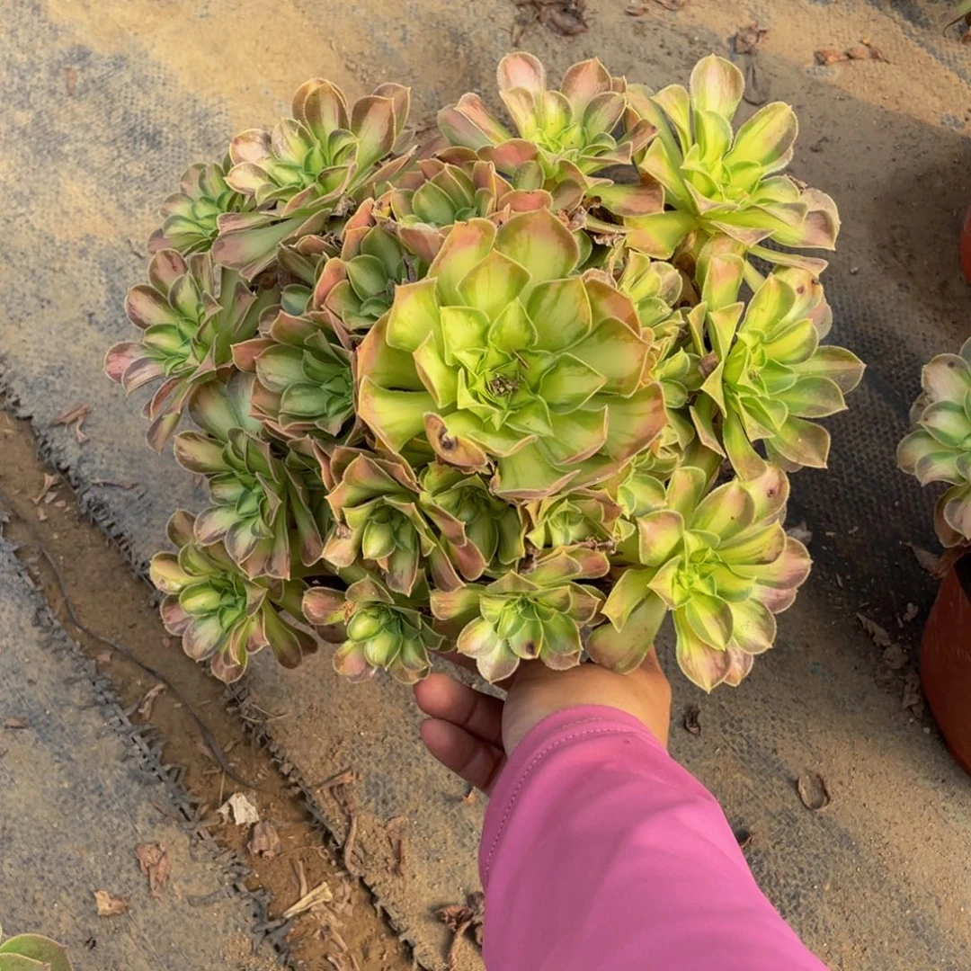 2005韶华断枝法师多肉植物不包