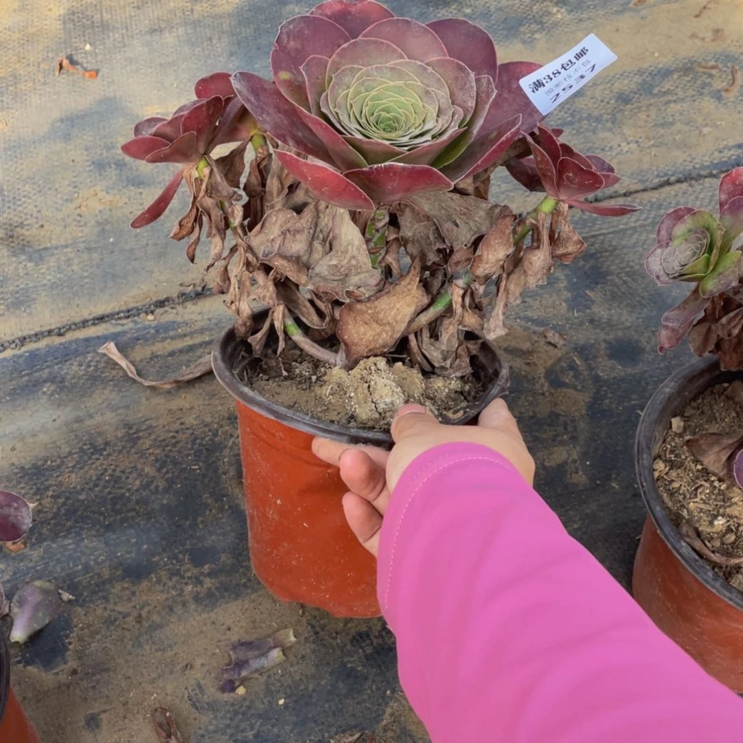 2537美金法师多肉断枝不包不售后