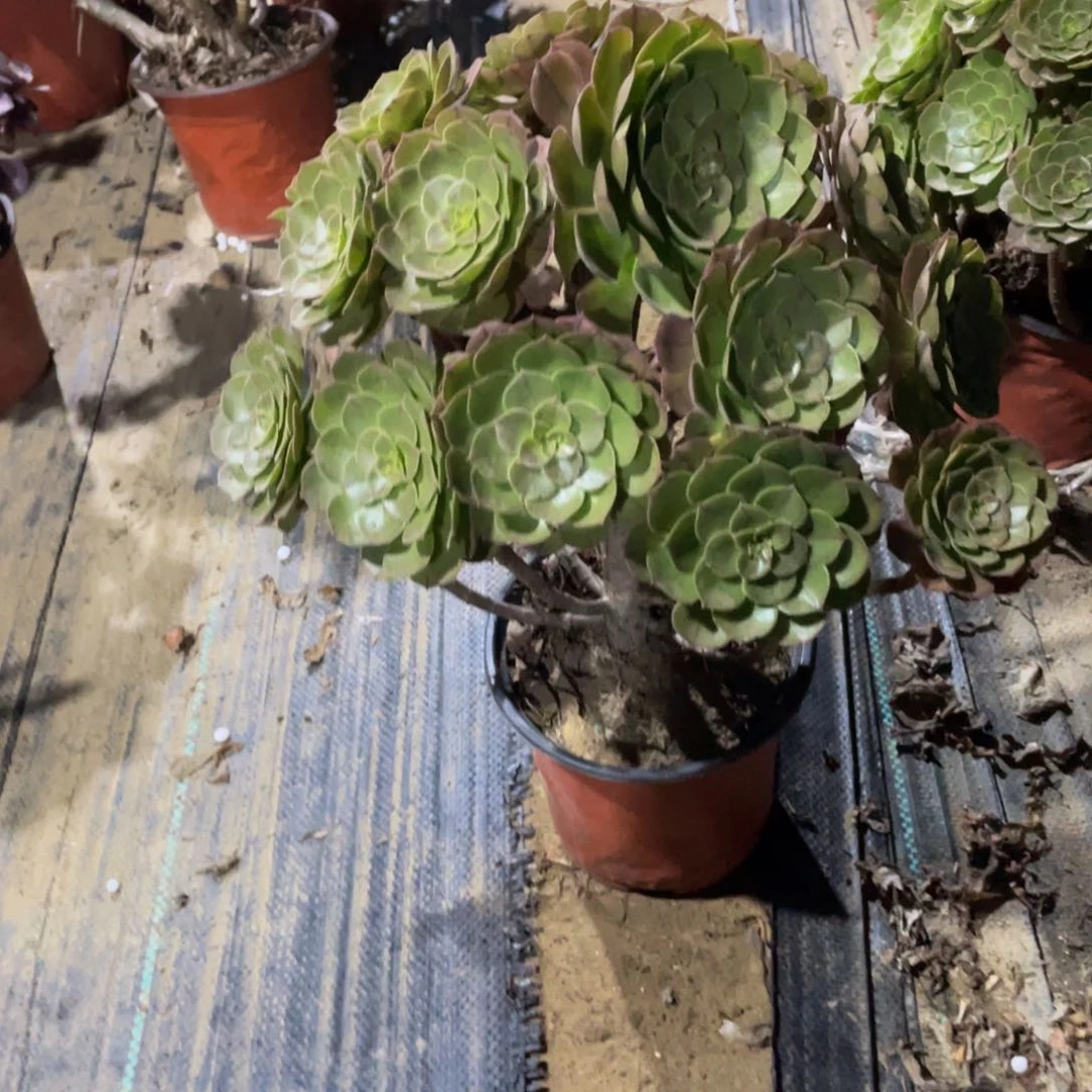 303万法师多肉断枝不包