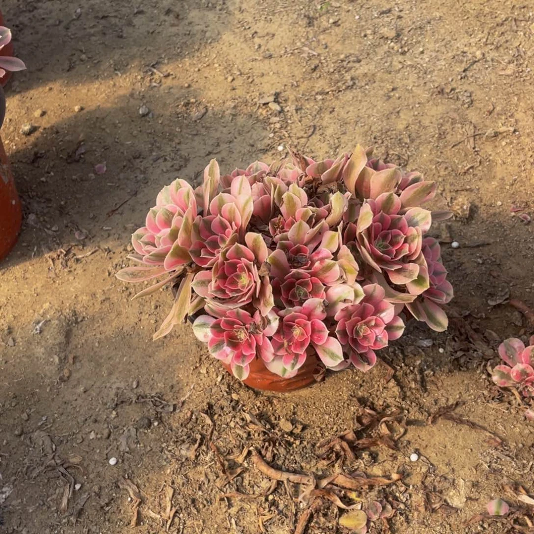 7107分女法师多肉断枝不包不售后