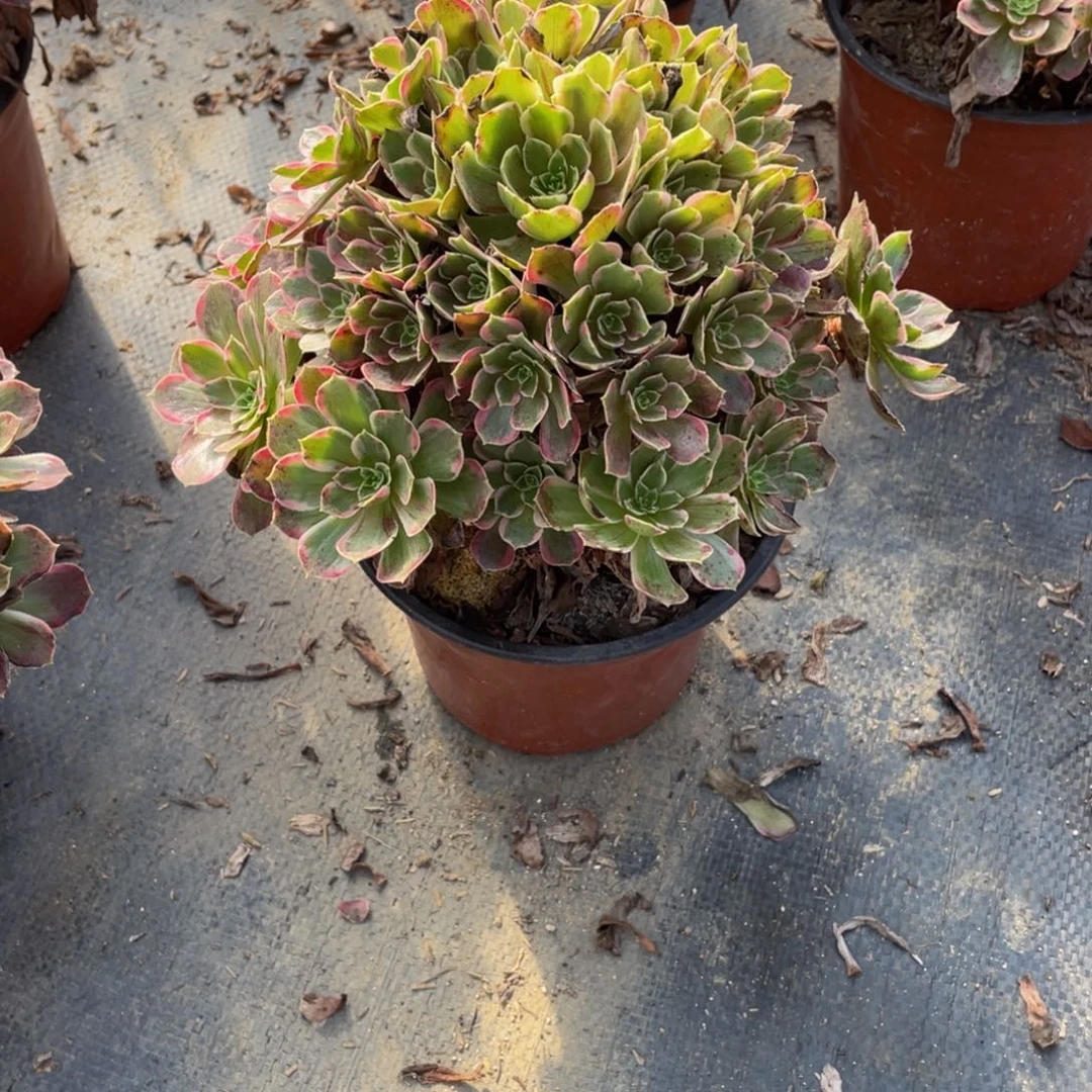 1177安娜法师多肉断枝不包