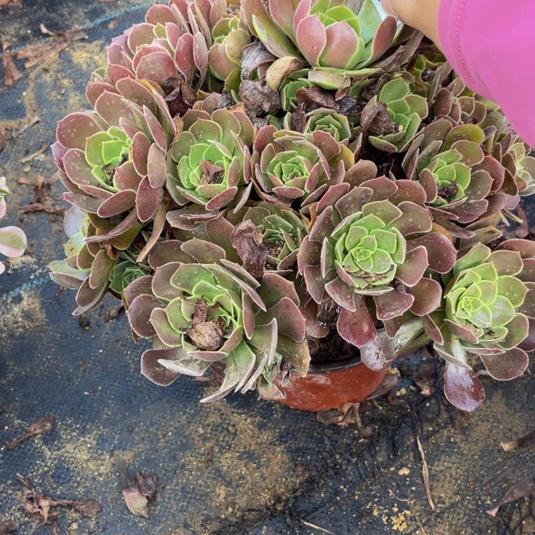 S***h2492荷兰法师多肉断枝不包不售后