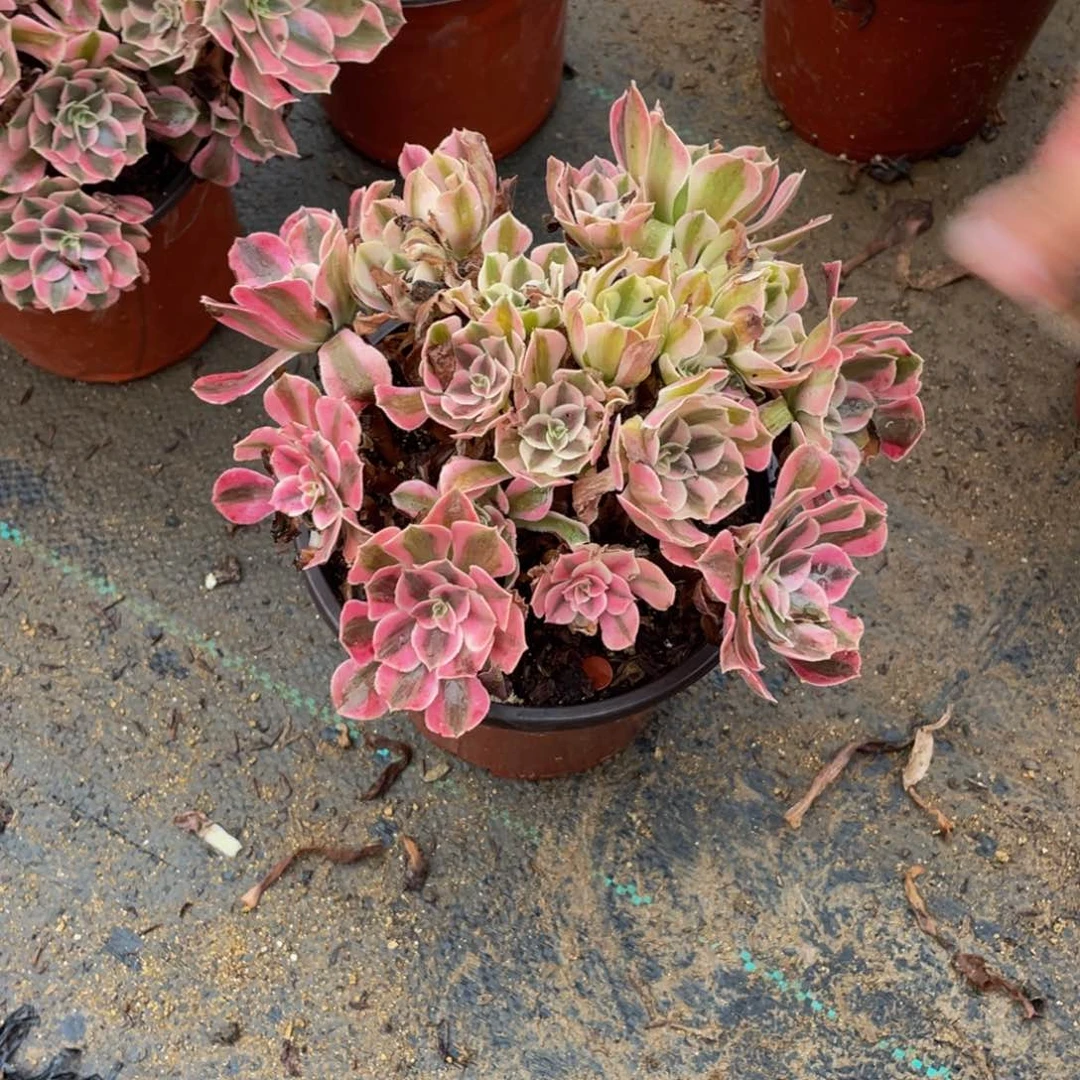 6305分女法师断枝不包不售后