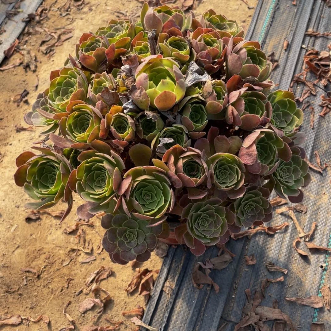 3288荷兰法师多肉断枝不包不售后