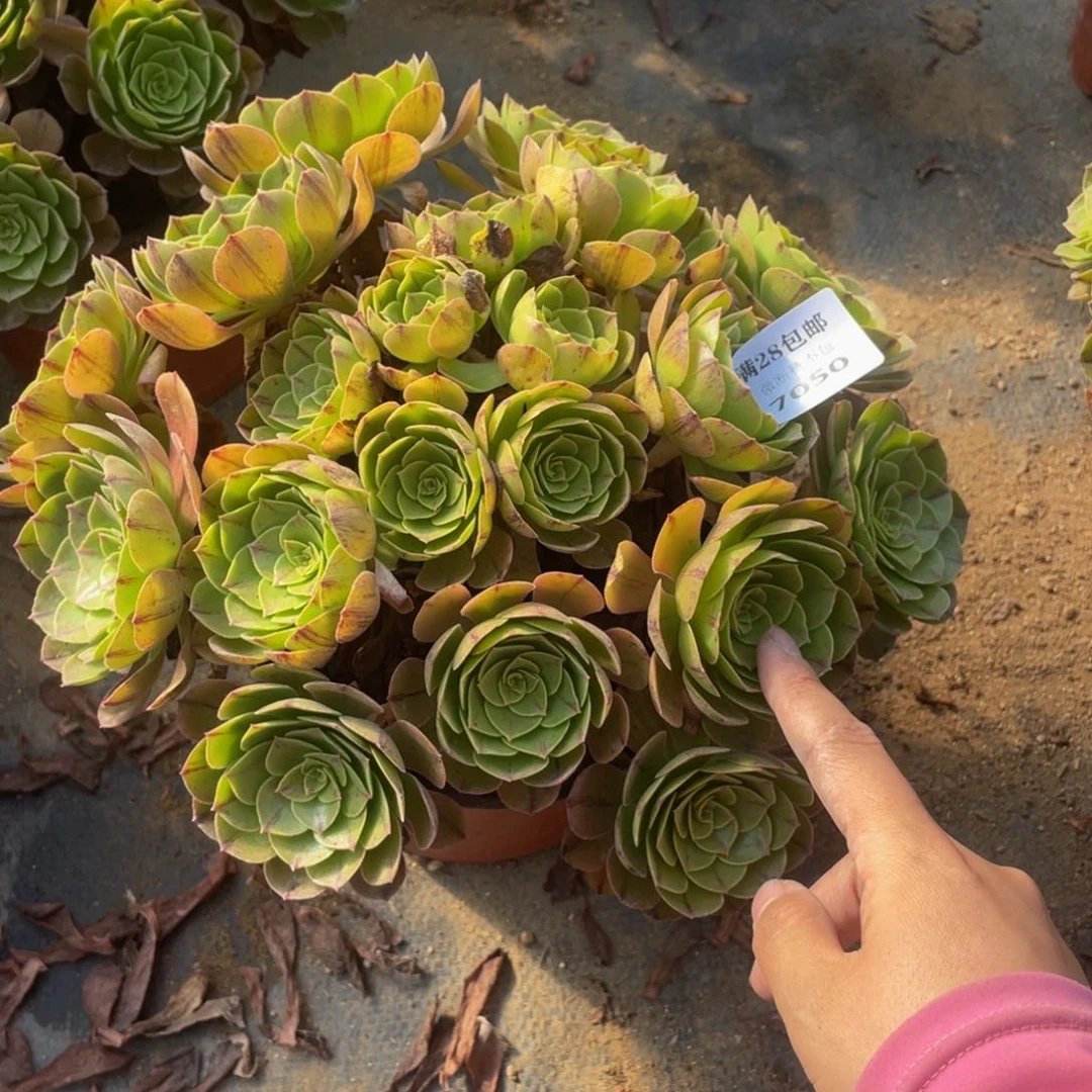 7050万拉丝法师多肉断枝不包不售后