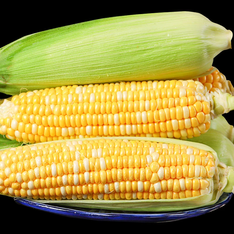 云南现摘金银水果甜玉米3/5/8斤 新鲜现摘水果玉米甜脆爆浆当季