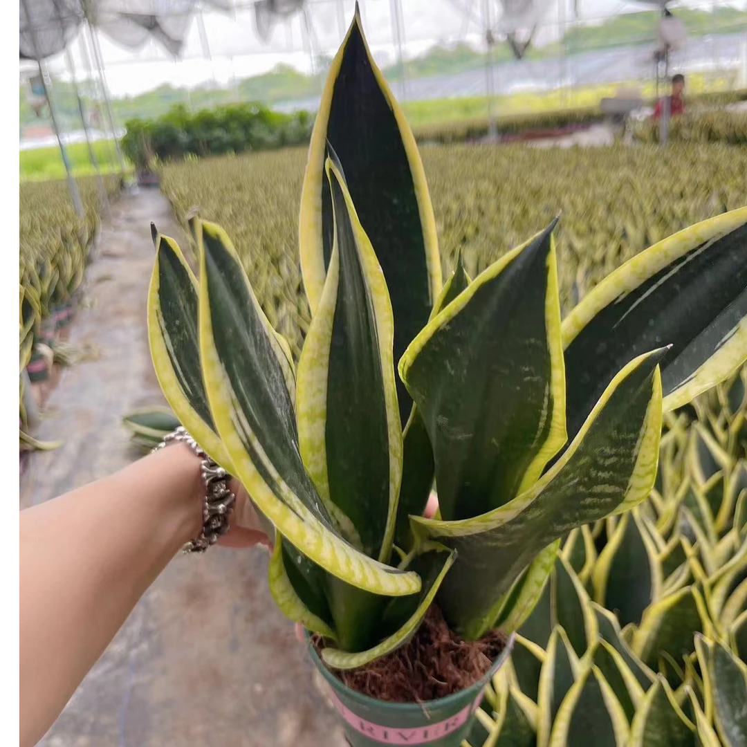 霸王兰 室内桌摆绿植吸甲醛净化空气