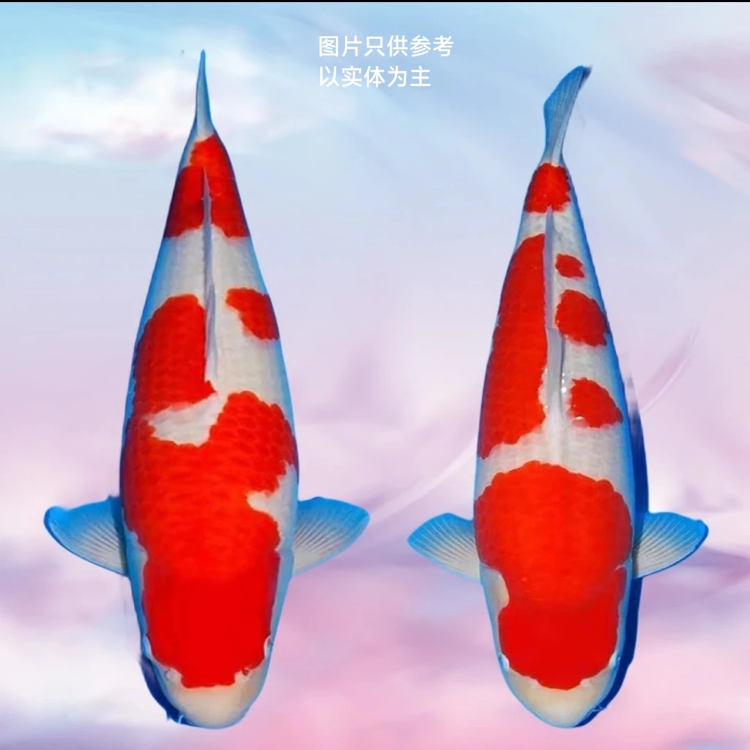 蓝宝石血统锦鲤寸苗20尾