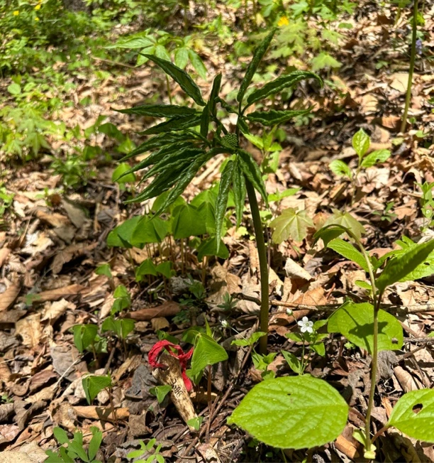 长白山人参  山参  自然林下参  一图一物