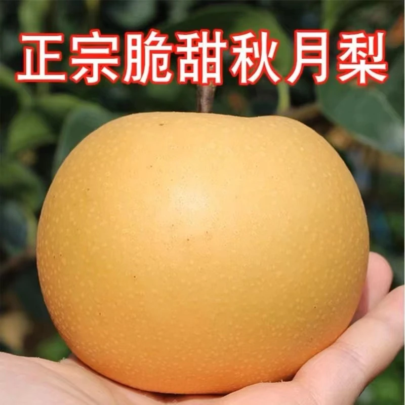 山东正宗秋月梨斤新鲜冰糖梨子当季水果甜现摘现发中秋送礼包邮