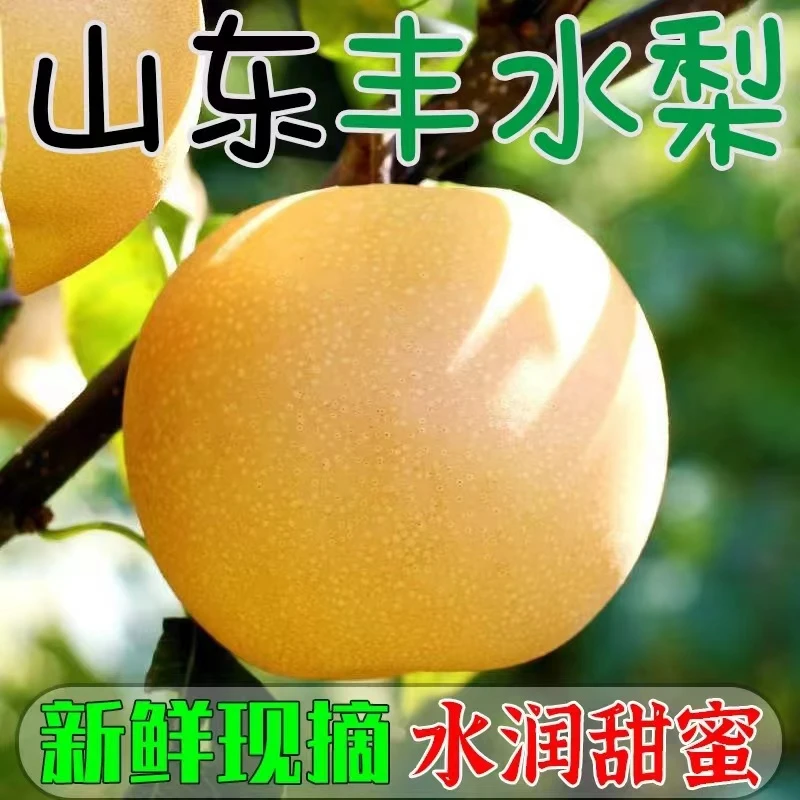 山东丰水梨8.5斤包邮新鲜水果梨子脆甜4.5斤现摘现发黄皮大果精选
