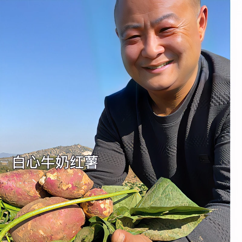 （支持您回家试吃）河南秋冬季新鲜现挖岗地红薯软糯香甜粗粮健康