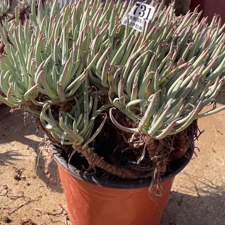 731号爱杜丽丝多肉