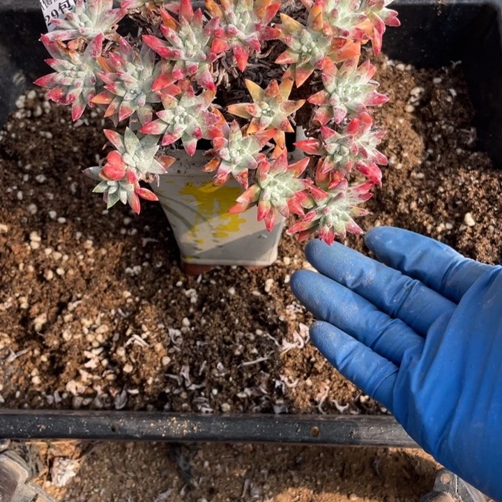 81号白菊多肉植物