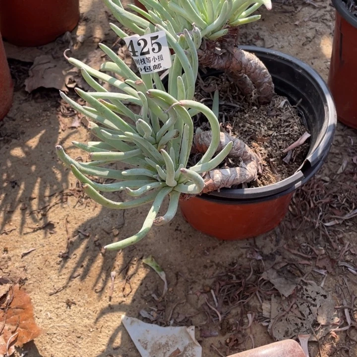 425号银光闪多肉植物