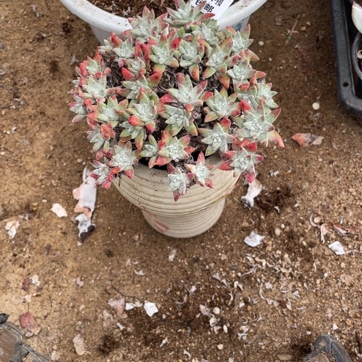 303号白菊多肉植物