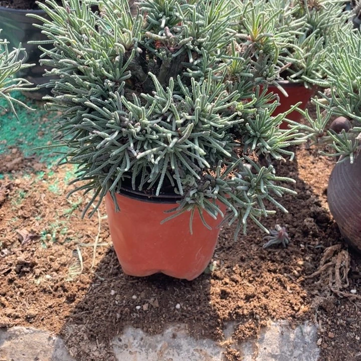 435号天赐多肉植物