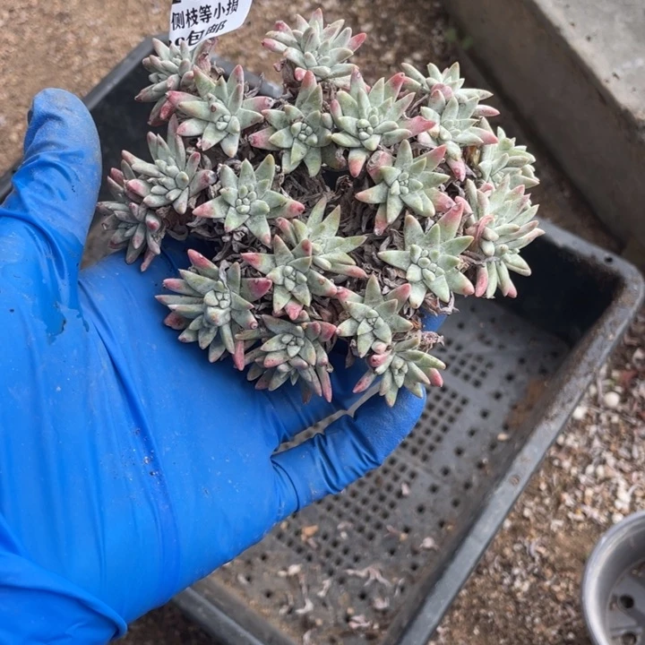 133号白菊多肉植物