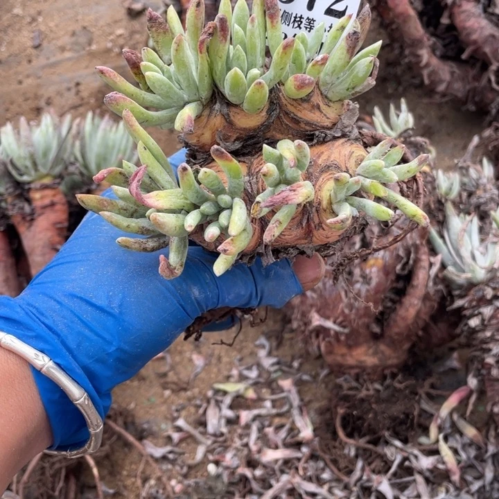 572号仙女杯杂交多肉