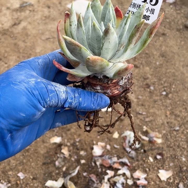 E*a643号雪山杂多肉植物