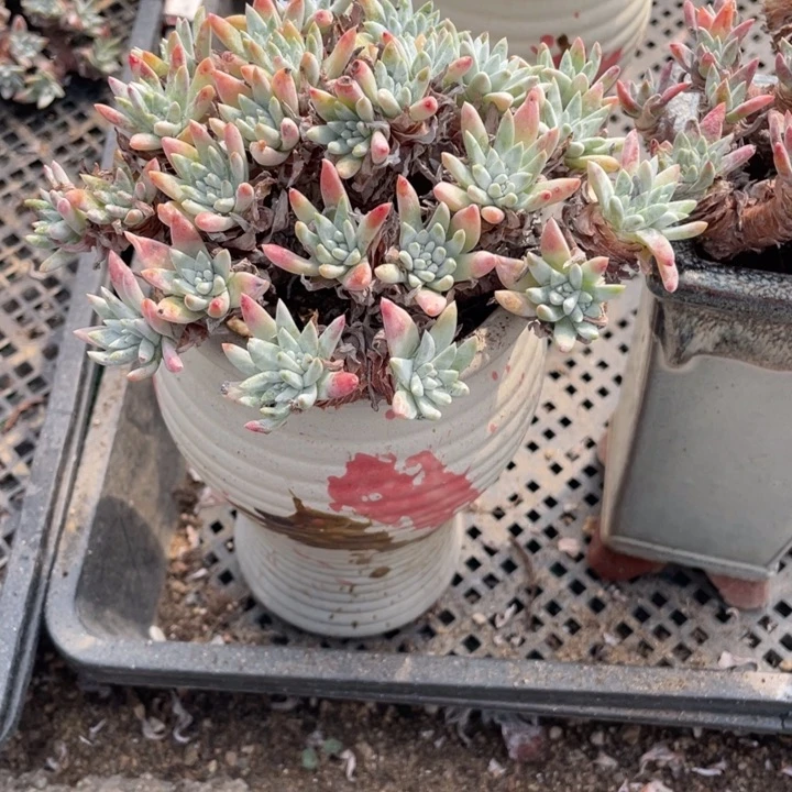 652号白菊多肉植物