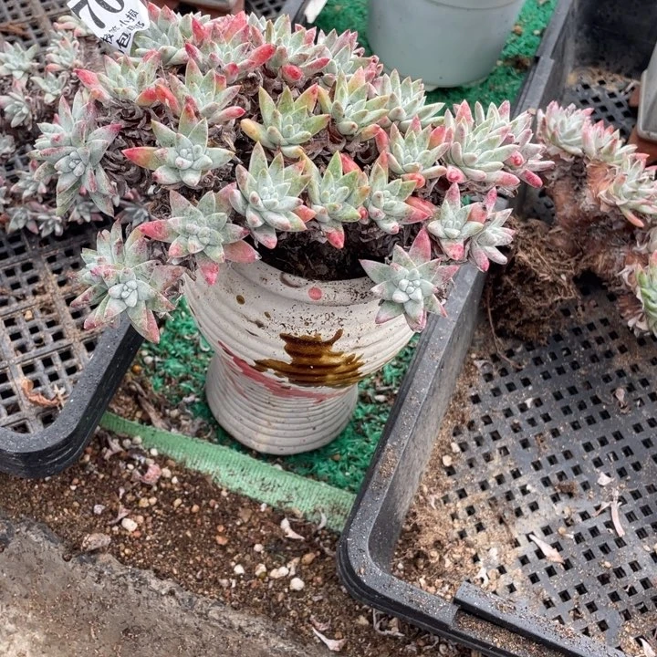 70号白菊多肉植物