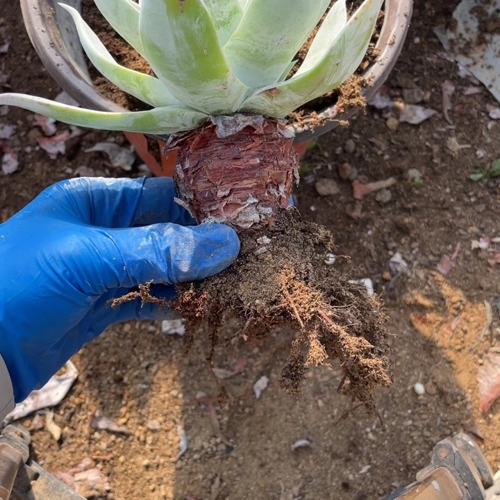 819号雪山多肉植物