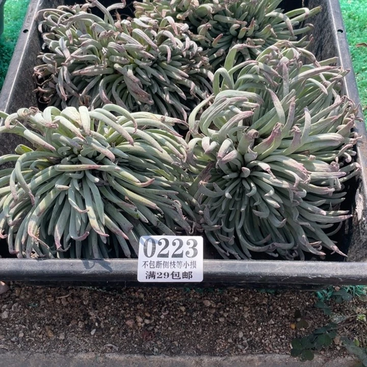 223号爱杜丽丝多肉4颗