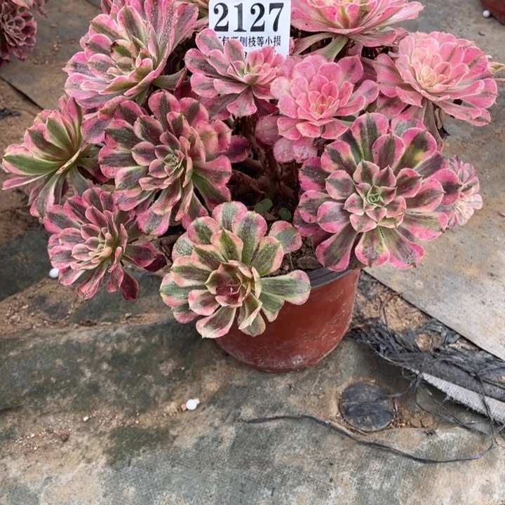 127号铜壶超白锦多肉