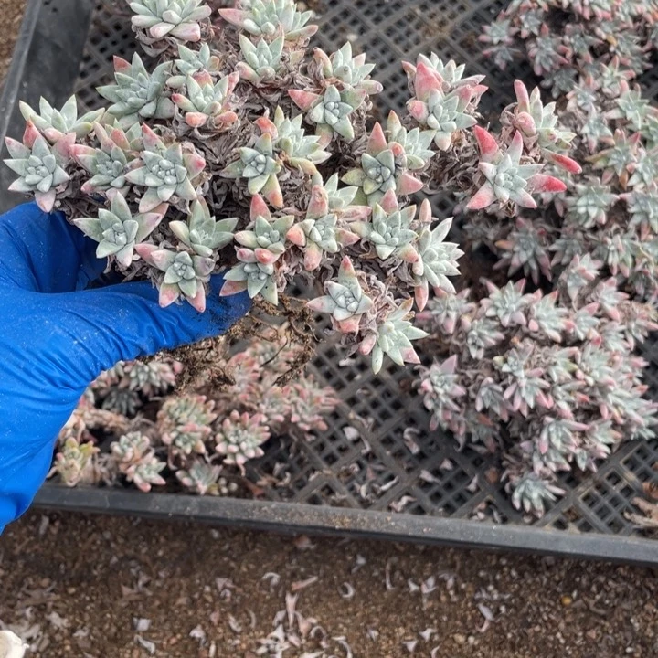 945号白菊多肉植物