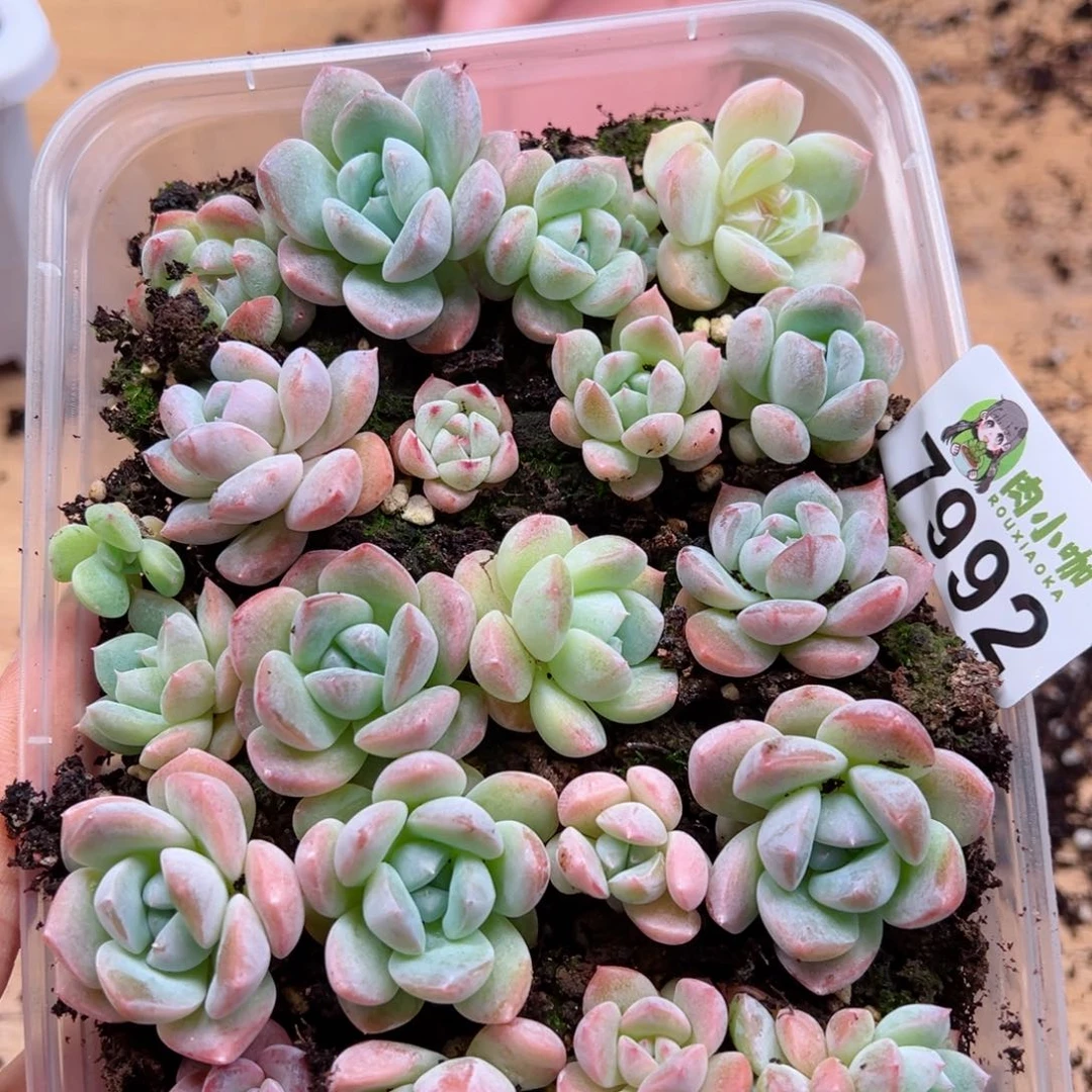 多肉植物多肉植物