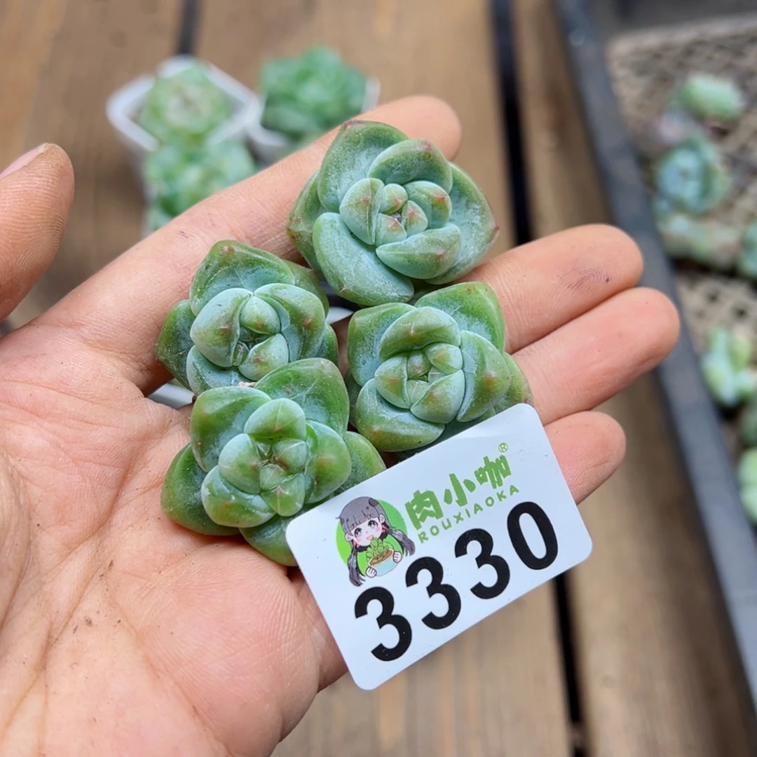 多肉植物多肉植物