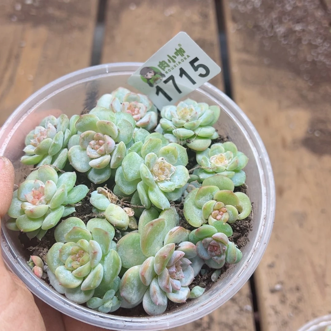 多肉植物多肉植物