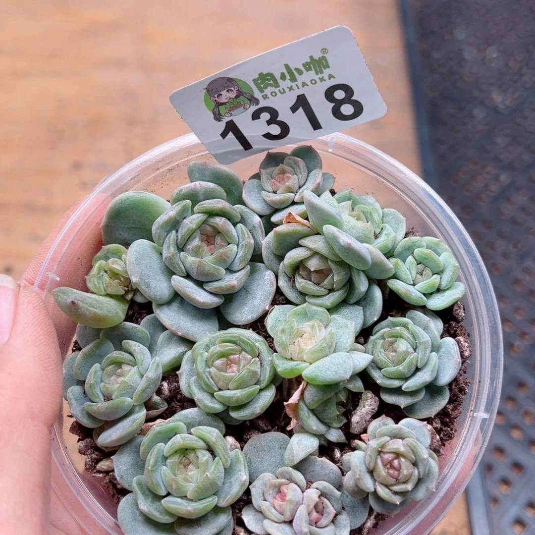 多肉植物多肉植物