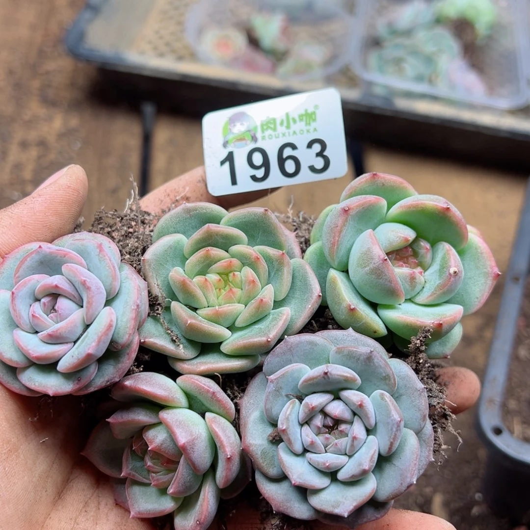 多肉植物多肉植物