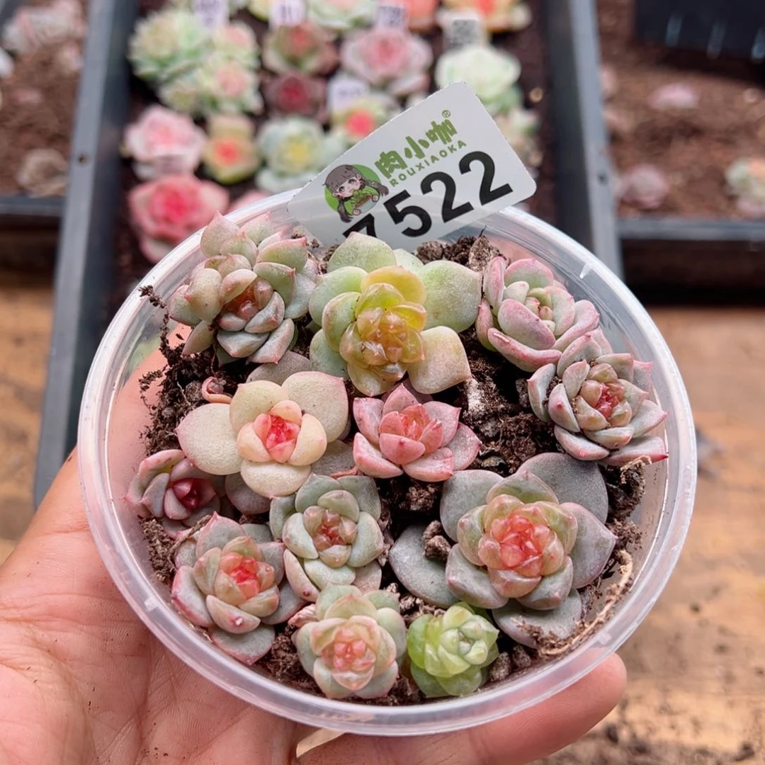 苹*姐多肉植物多肉植物